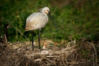 Kolpik bily - Platalea leucorodia - Eurasian Spoonbill o1309